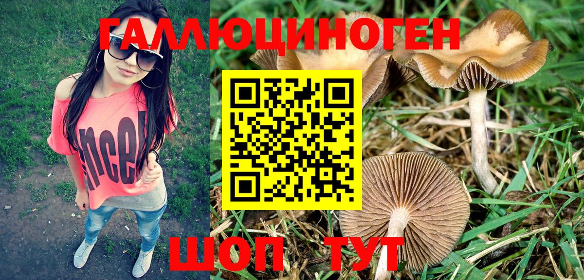 Псилоцибиновые грибы Cubensis Черняховск